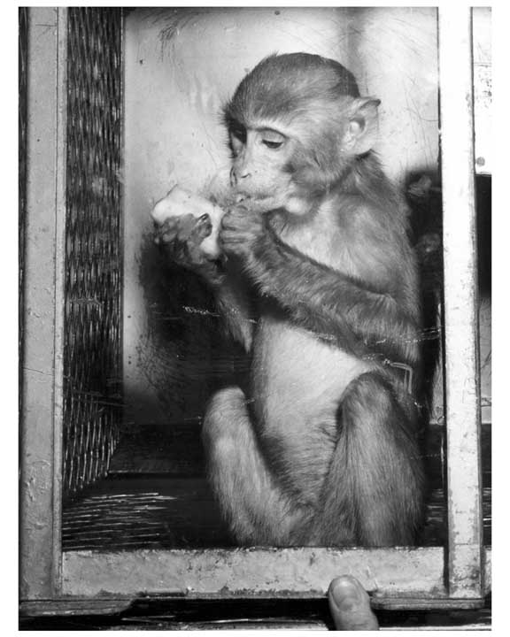 Photo of Able, a rhesus monkey that traveled to space.