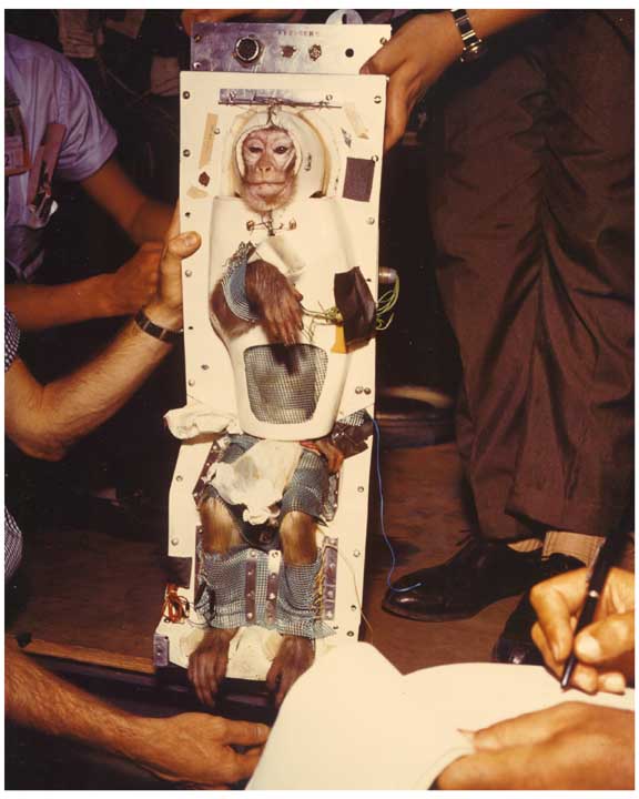 Photo of Able, a rhesus monkey that traveled to space.